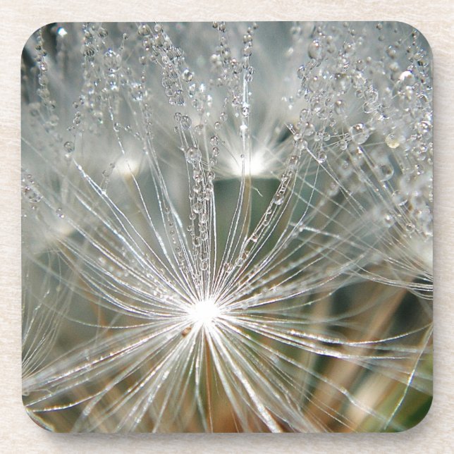 Porta-copo Colírio brilhante num dandelion branco (Frente)