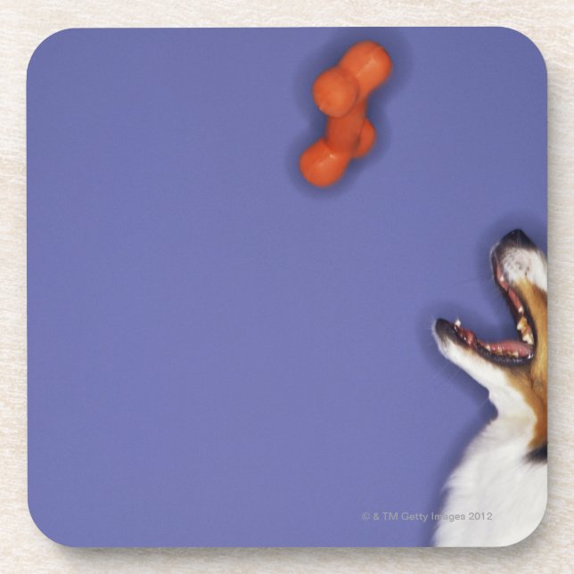 Porta-copo Collie que trava o osso plástico (Frente)