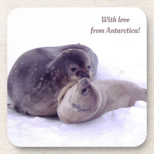 Porta-copo Com amor da Antártica! Foto de focas, mar de peles