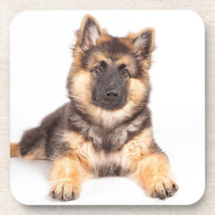 Porta-copo Combinação de German shepherd de Collie de Borda