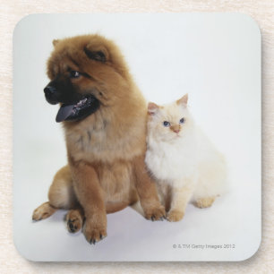 Porta-copo Comida de comida e um gato branco que senta-se