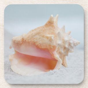 Porta-copo Conch Shell