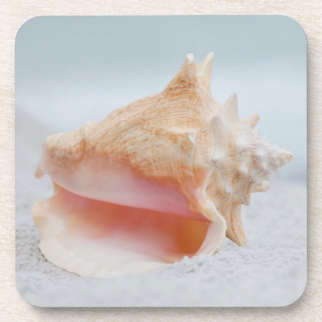 Porta-copo Conch Shell (Frente)