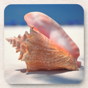 Porta-copo Conch Shell na praia 2