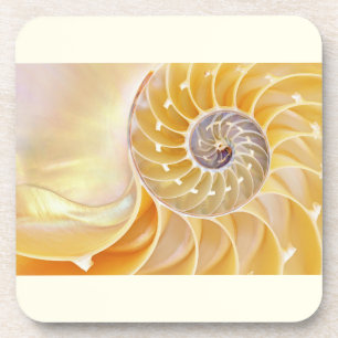 Porta-copo Conjunto de plástico de concha Nautilus