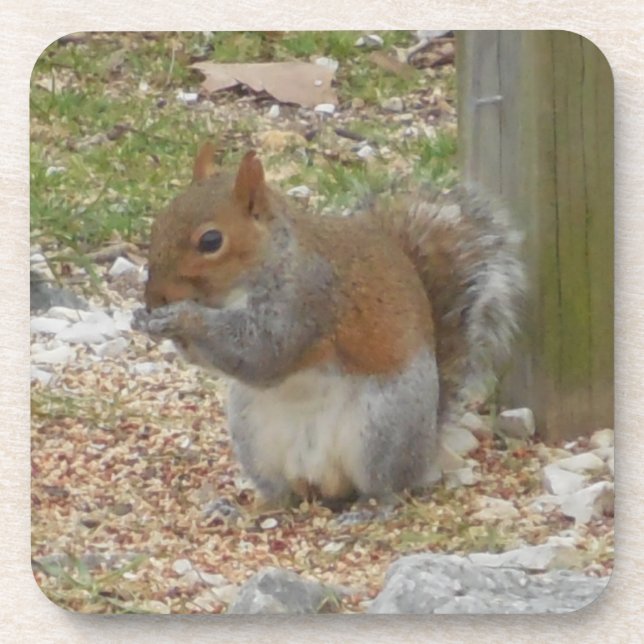 Porta-copo Conjunto de Portas copos de esquilo bonito. (Frente)