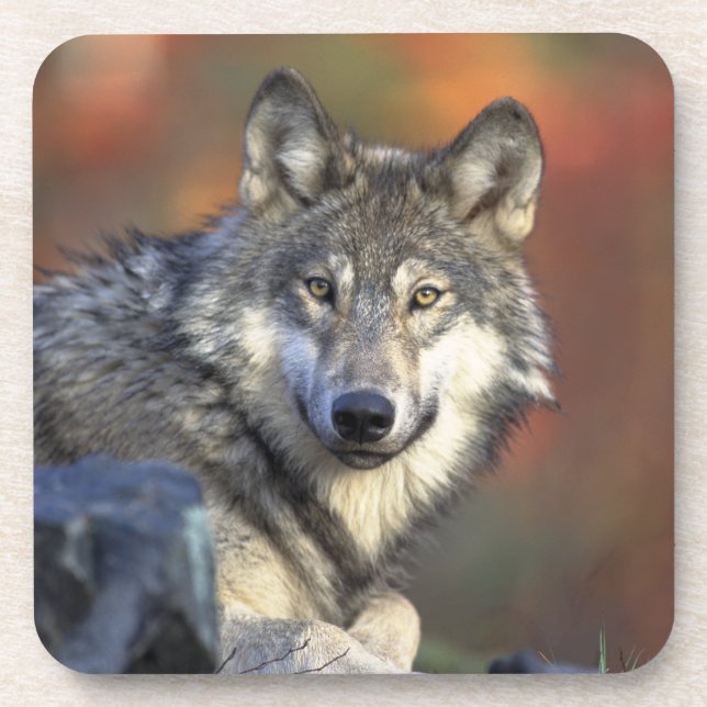 Porta-copo Conjunto de Portas copos do Lobo (Frente)