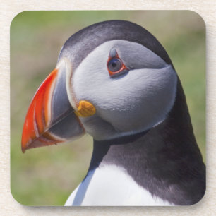 Porta-copo Conjunto de Retratos Puffin de 6 Portas copos