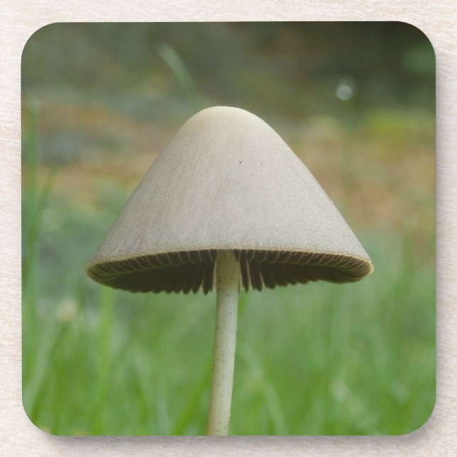 Porta-copo Conocybe rickenii Duro de cogumelo Portas copos de (Frente)