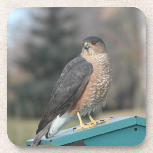 Porta-copo Coopers Hawk (Frente)