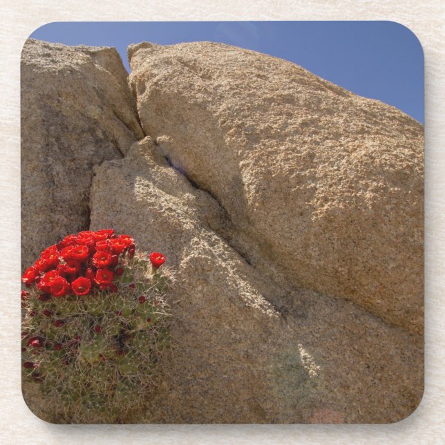 Porta-copo Copo de Claret ou cacto de montaria de Mojave em f (Frente)