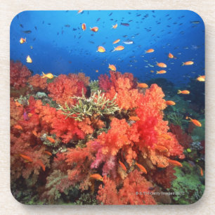 Porta-copo Coral e peixes