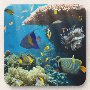 Porta-copo Coral e peixes no Mar Vermelho, Egipto