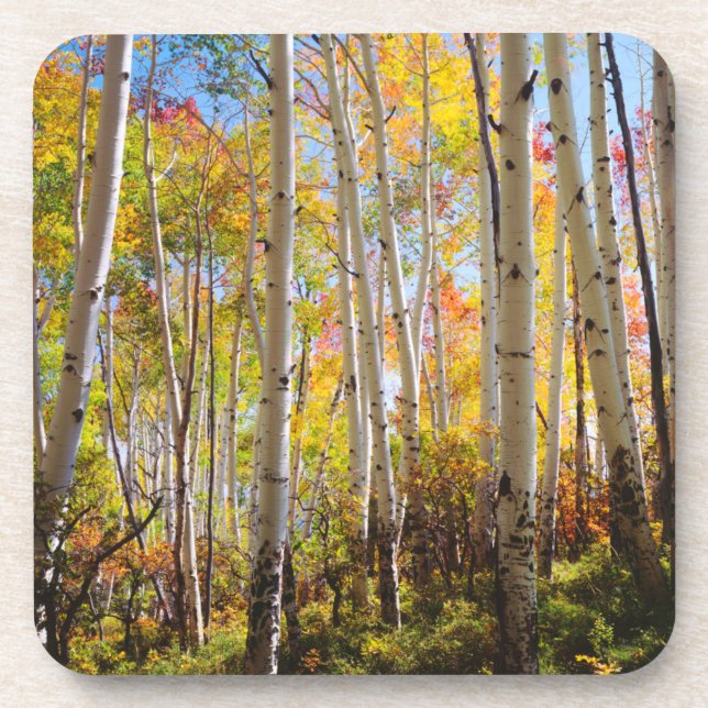 Porta-copo Cores de outono das árvores Aspen 5 (Frente)
