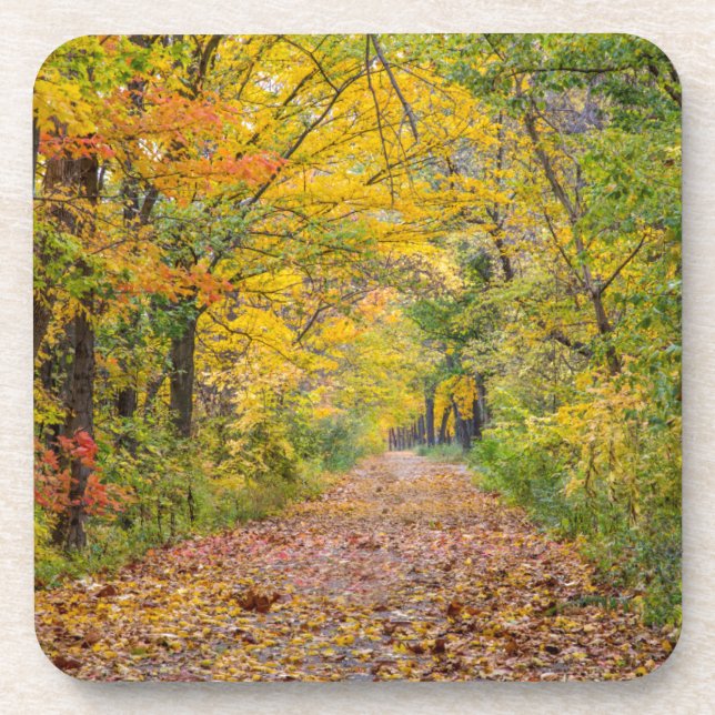 Porta-copo Cores Do Outono No Parque Estadual Da Independênci (Frente)