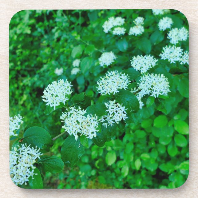 Porta-copo Cornus sanguinea (Frente)