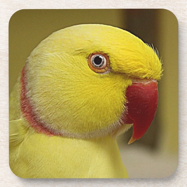 Porta-copo Corpo Amarelo Brilhante Lutino Indiano Ringneck (Frente)