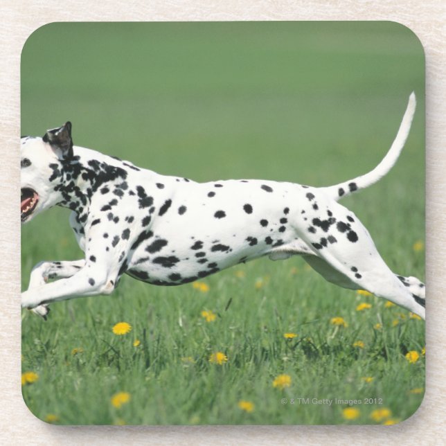Porta-copo Corredor Dalmatian (Frente)