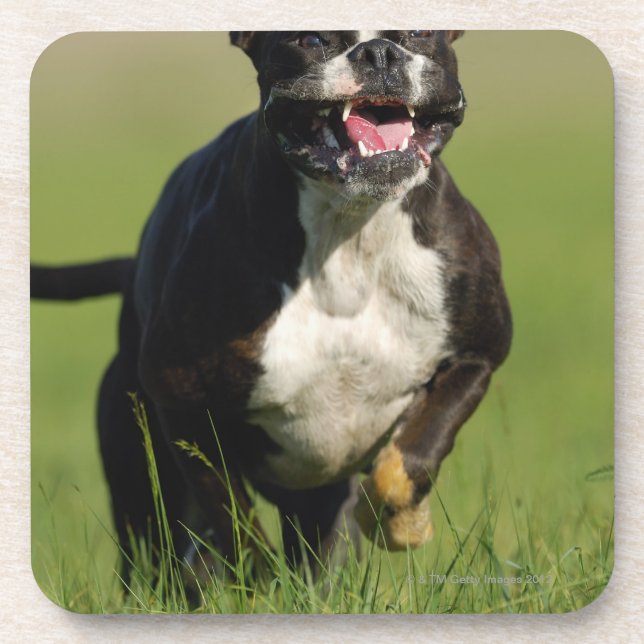 Porta-copo Corredor do cão (Frente)