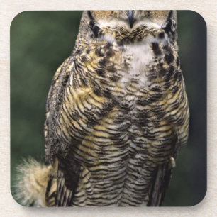 Porta-copo Coruja-americana (Bubo virginianus), corpo inteiro