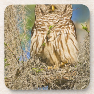 Porta-copo Coruja-barreada (Strix varia) empoleirada em árvor