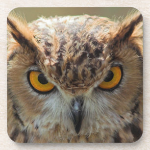 Porta-copo Coruja bonita