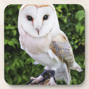 Porta-copo Coruja de celeiro (Tyto alba) na luva