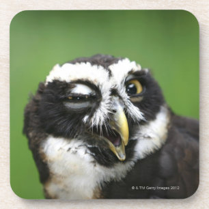 Porta-copo Coruja Spectacled (perspicillata de Pulsatrix)