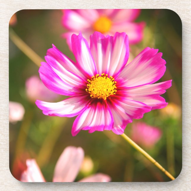 Porta-copo Cosmos rosa,Jardim de Algodão Rosalinde (Frente)