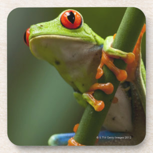 Porta-copo Costa Rica, Monteverde, sapo de árvore