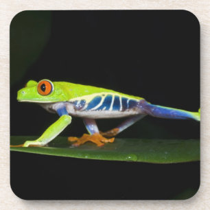 Porta-copo Costa Rica, Perereca-de-olhos-vermelhos (Agalychni