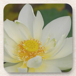 Porta-copo Cream Water Lily02.JPG