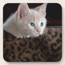 Porta-copo Creme Kitten com Belos Olhos Azuis