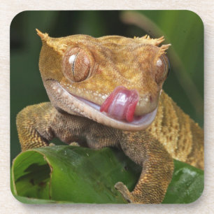 Porta-copo Crested Gecko