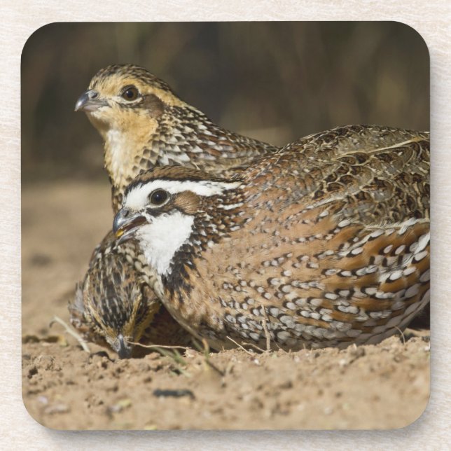Porta-copo crias de codorna-do-norte em lago para beber (Frente)