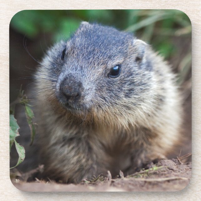 Porta-copo Curious Baby Marmot Set of 6 Coasters (Frente)