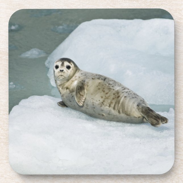 Porta-copo Cute Harbor Seal on Snow (Frente)