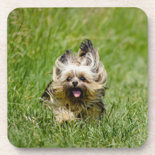Porta-copo Cute Yorkshire Terrier passando por Grass