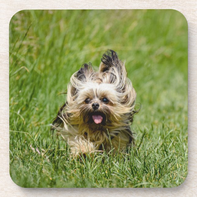 Porta-copo Cute Yorkshire Terrier passando por Grass (Frente)