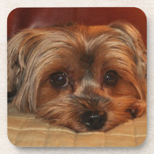 Porta-copo Cute Yorkshire Terrier Puppy Dog