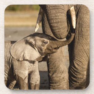 Porta-copo Cutest Baby Animals Baby Elephant & Mama