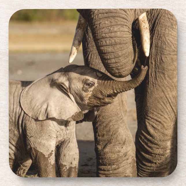 Porta-copo Cutest Baby Animals | Baby Elephant & Mama (Frente)