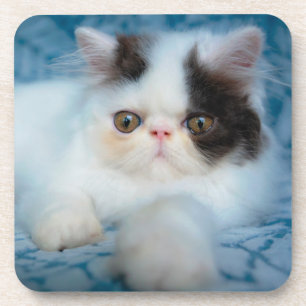 Porta-copo Cutest Baby Animals   Black & White Kitten