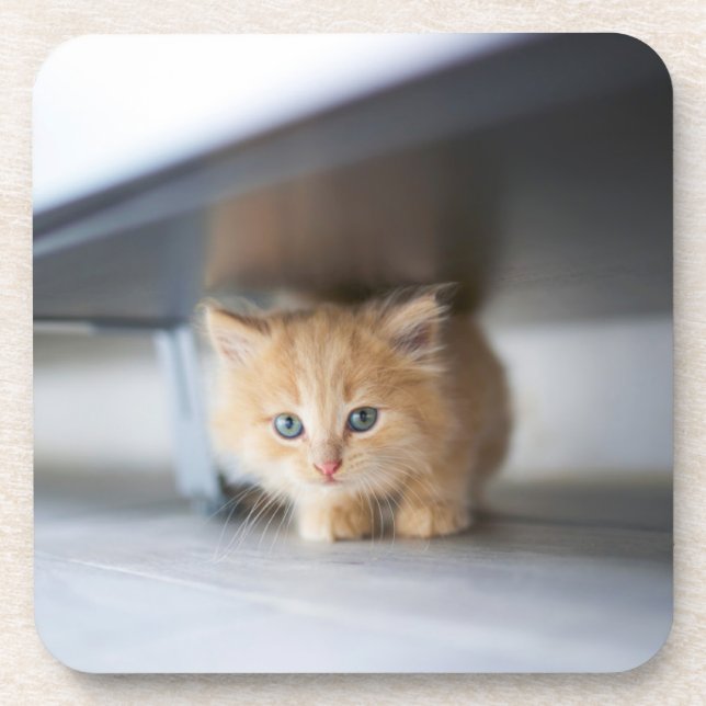 Porta-copo Cutest Baby Animals | Fluffy Orange Kitten (Frente)