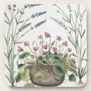 Porta-copo Cyclamen e lavanda: 1.Cyclamen Romanum; 2.Spica