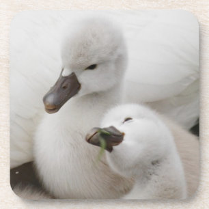 Porta-copo Cygnets da cisne muda