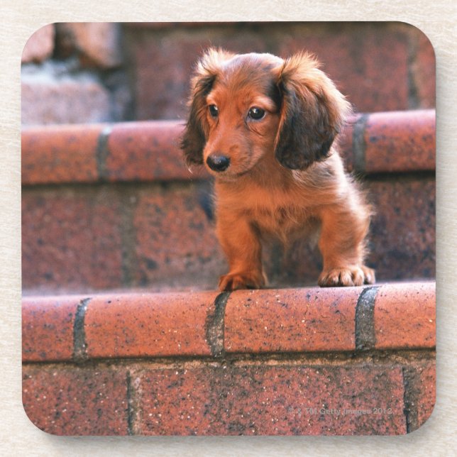 Porta-copo Dachshund diminuto (Frente)