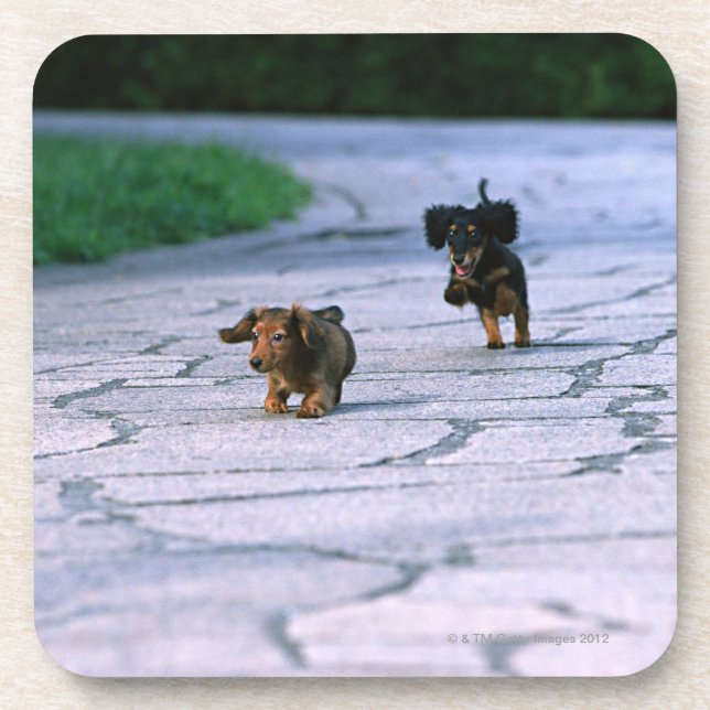 Porta-copo Dachshund diminuto 3 (Frente)