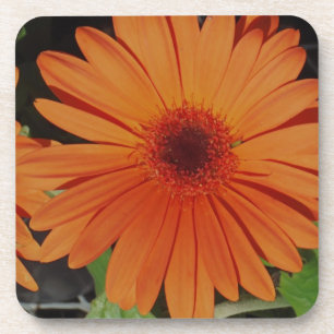 Porta-copo Daisie alaranjado da margarida do gerbera de