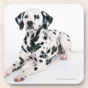 Porta-copo Dalmatian 4